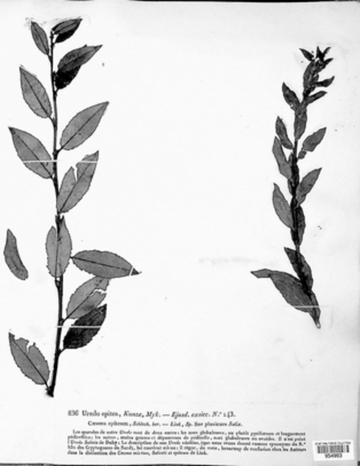 Melampsora epitea image